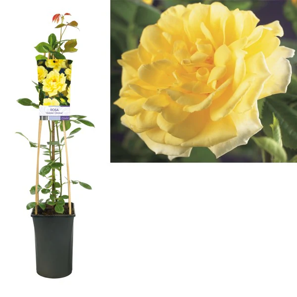 Plant Gifts