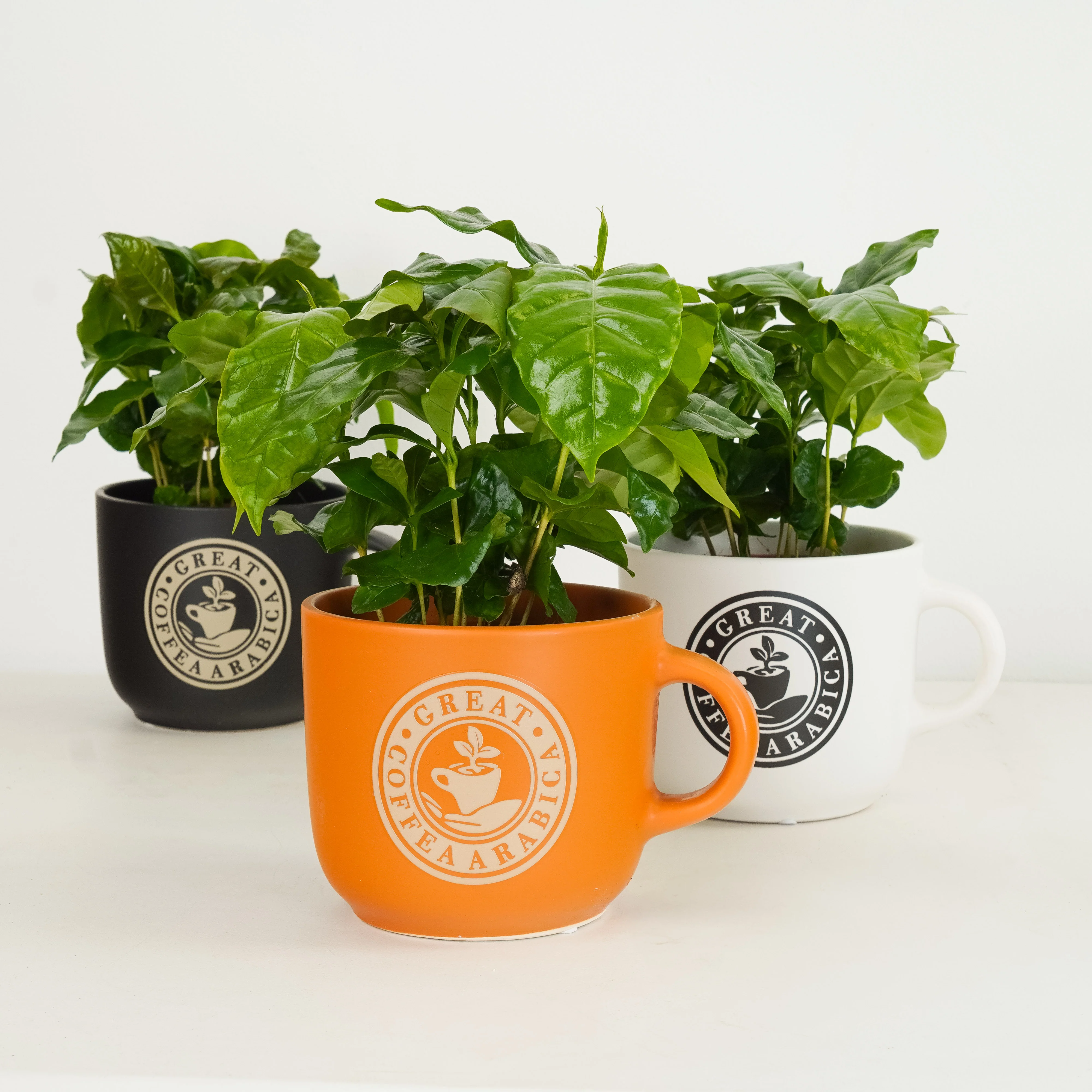 Easy Care Houseplants
