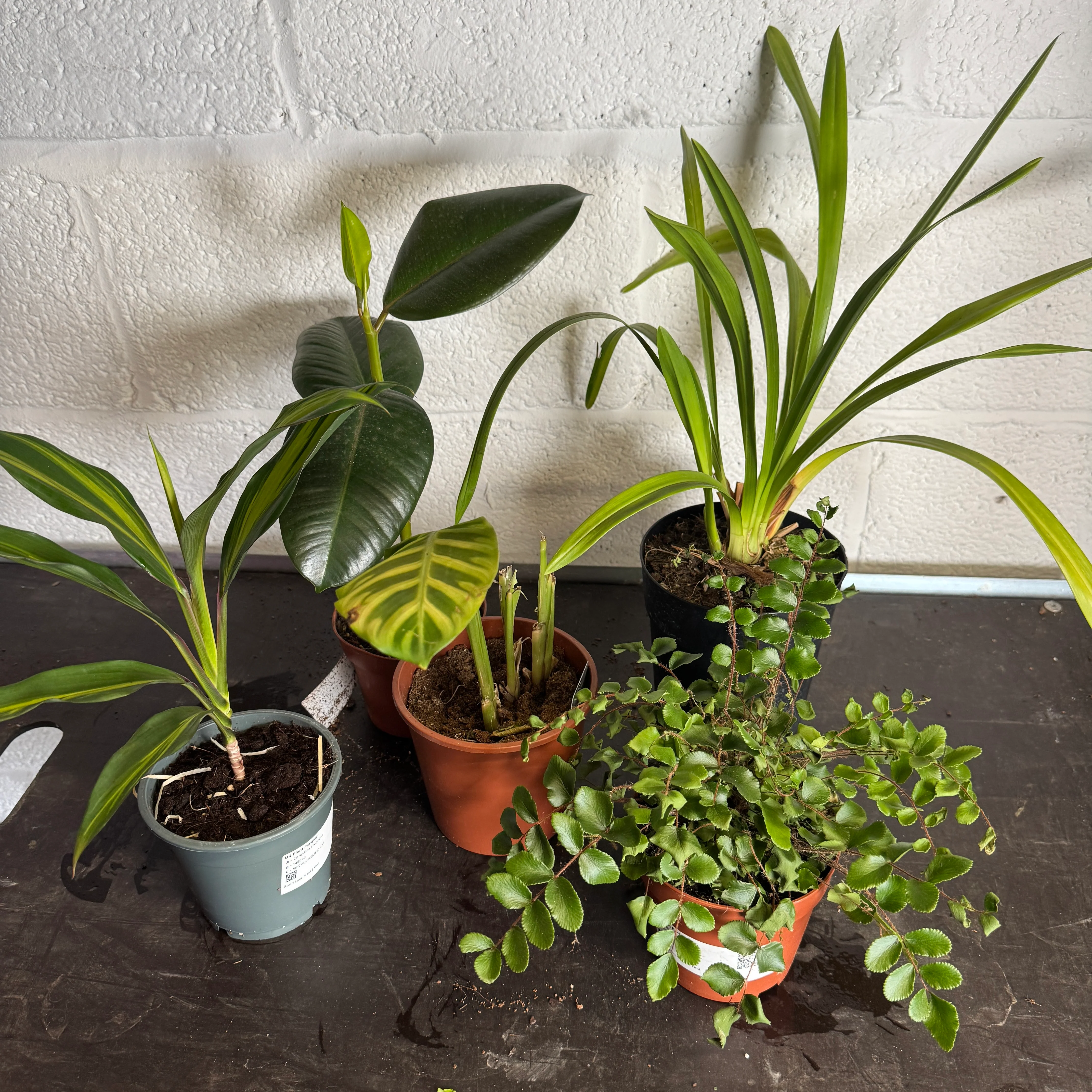 Indoor Plants On Sale