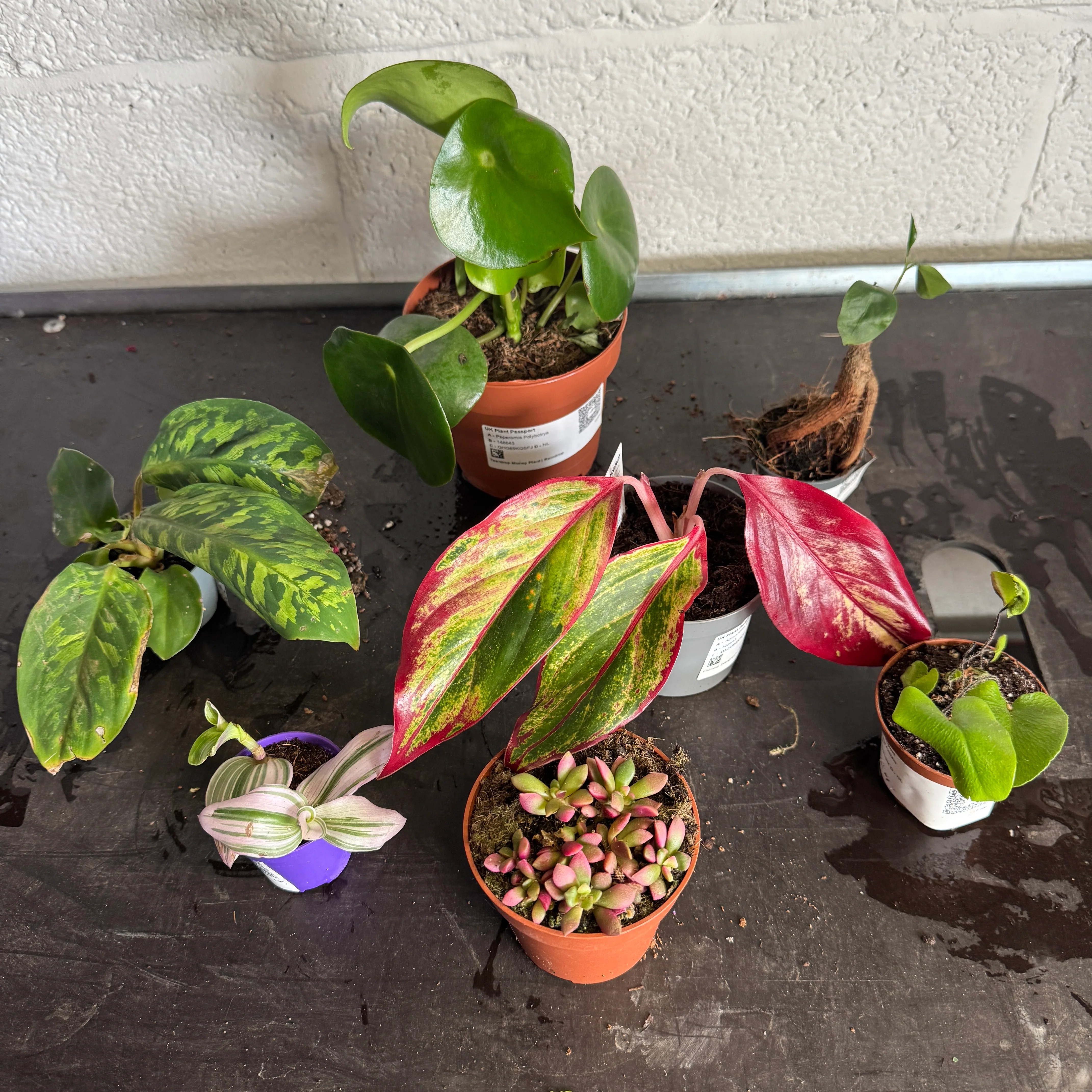 Houseplant Moving Sale